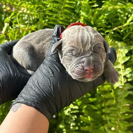 Sole - Gray and fawn male Cane Corso puppy in Houston, Texas from Mortaio Cane Corso
