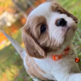 Pumpkin - Cavalier King Charles Spaniel puppy from Erickson Cavaliers