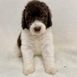 Parti Female (Lime Green) - Parti female Poodle puppy in Mendenhall, Mississippi from Red Bayou Kennels, LLC