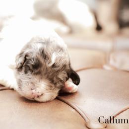 Callum - male Newfypoo puppy in Marshallville, Ohio from Windy Hill Dogs