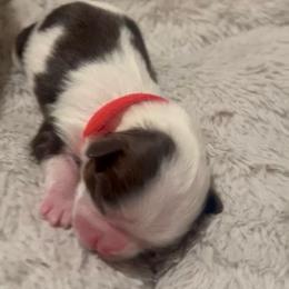 Cuddles - Sable and white female Shih Tzu puppy in Sebring, Florida from Amarilys ShihTzus & Poodles