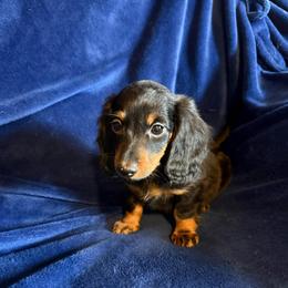 Tabby-little-Abby - Black and tan female Dachshund puppy in Kennebec, South Dakota from Lila's Dachshunds