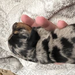 Comet - Black and cream female Dachshund puppy in Garfiled, Arkansas from Iron Bear Livestock & Dachshunds