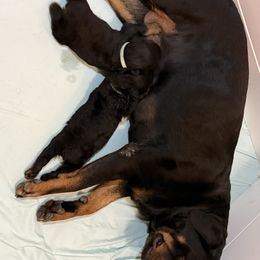 Rottweiler Puppies from Von Locher Rotties