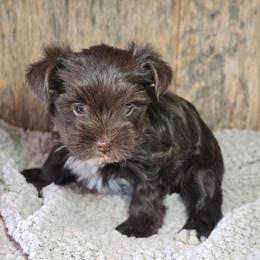 Mazey - Chocolate and tan female Yorkshire Terrier puppy in Mountain Grove, Missouri from Precious Puppies