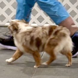 Phoenix - Toy Australian Shepherd