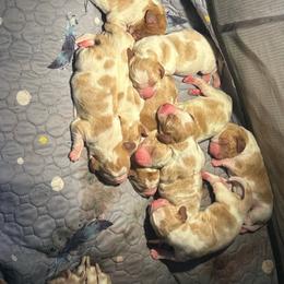Girl 5 - Red and white female Basset Hound puppy in Saint Cloud, Florida from Mockingbird Hollow Bassets