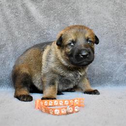 Orange - Sable female German Shepherd puppy in Cherryville, North Carolina from Masky Kennel