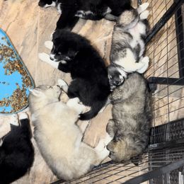 Siberian Husky Puppies from Noble Heart Siberians