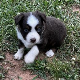 Miniature Australian Shepherd and Toy Australian Shepherd Puppies from Ramblin’ Rose Aussies