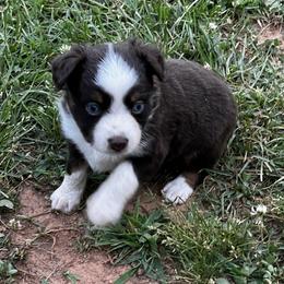 Miniature Australian Shepherd and Toy Australian Shepherd Puppies from Ramblin’ Rose Aussies