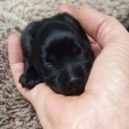 Solid black boy. - Black male Miniature Schnauzer puppy in Kannapolis, North Carolina from Schnauzer Affinity