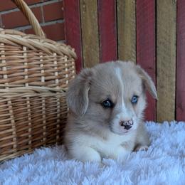 Kenny - Fawn merle male American Corgi puppy in Shawnee, Oklahoma from Sunray Ranch
