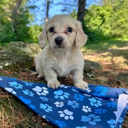Aspen - Cream male Dachshund puppy in Coeymans Hollow, New York from Dachshunds of the Hollow