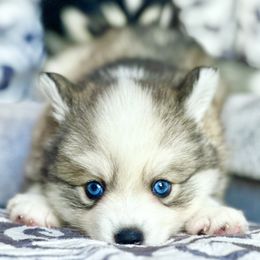 Pomsky Puppies from BittyPomsky