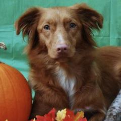 Nova Scotia Duck Tolling Retrievers from Simcoe Tollers