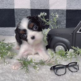 Cavalier King Charles Spaniel puppies from Hidden Creek Cavaliers