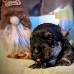 Energizer's Don't Think Twice, It's All Right - Gray male Cesky Terrier puppy in Hattiesburg, Mississippi from Energizer Ceskys