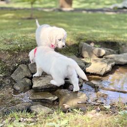 Golden Retriever Puppies from Suncoast Goldens