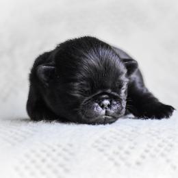 Gable - Black male Pug puppy in Caldwell, Ohio from Folklore Kennel