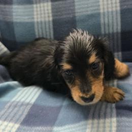 Red girl - Black and tan female Dachshund puppy in Jackson's Gap, Alabama from Lake Martin Doxies
