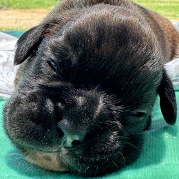 Aurelian - Brindle male Boxer puppy in Briggs, Texas from Dark Horse Boxers