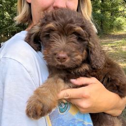 Meatlug - female Australian Mountain Doodle puppy in Mountain Home, Arkansas from Amos and Oak Doodles