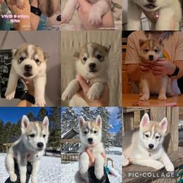 Siberian Husky Puppies from Lunter's Heaven Huskies