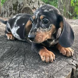 Maverick - Dapple male Dachshund puppy in Industry, Illinois from KDKs Kennels