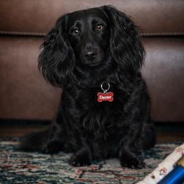 Dexter - Dachshund