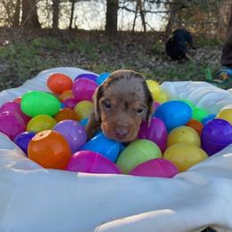 Lady Bug - Dapple female Dachshund puppy in Oklahoma from Rockin’ S Kennel