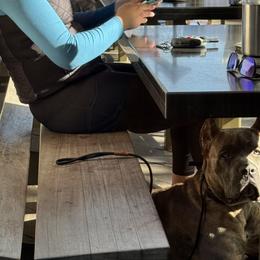 Cane Corso from MVK9