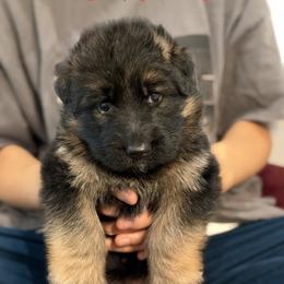 Red - Black and red female German Shepherd puppy in Baldwin, New York from vom Hermes German Shepherds