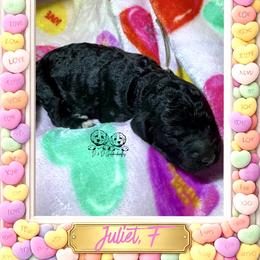 Juliet - Black female Goldendoodle puppy in Simpsonville, South Carolina from D & D Golden Doodles, LLC