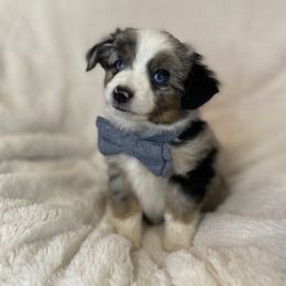 Miniature American Shepherd, Miniature Australian Shepherd, and Toy Australian Shepherd Puppies from Little Dipper mini Americans and toy Aussies
