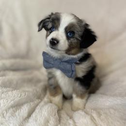 Miniature American Shepherd, Miniature Australian Shepherd, and Toy Australian Shepherd Puppies from Little Dipper mini Americans and toy Aussies