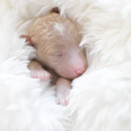 Goldendoodle Puppies from Derby Doodles
