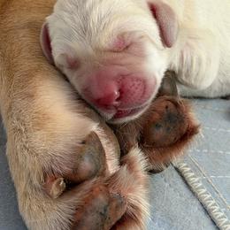 Girl 2 - Yellow female Labrador Retriever puppy in Carmichael, California from Red Barn Family Labs