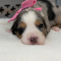 Miss Pepsi - Blue merle female Bernedoodle puppy in Hegins, Pennsylvania from Bubbling Springs Doodles, LLC