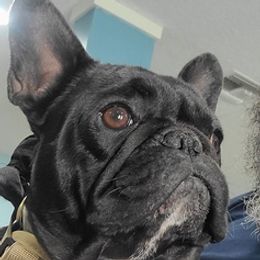 French Bulldogs from Justin's French Bulldogs