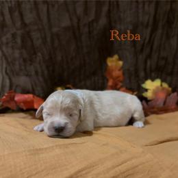 Reba - Golden female Golden Retriever puppy in Fruitland, Idaho from Bethel Retrievers