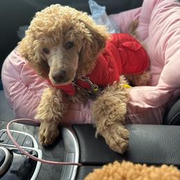 Poodle All Grown Up from Barren River Bernedoodles and Poodles