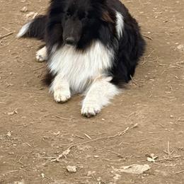 Charger - Black and white male Shetland Sheepdog puppy in Pleasant Shade, Tennessee from Odyssey Shetland Sheepdogs