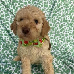 Hei Hei - Apricot male Goldendoodle puppy in Camden, North Carolina from Oopsie Doodles of NC