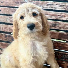 Skye - Cream male Goldendoodle puppy in Pensacola, Florida from Goldendoodles Love You in Pensacola Friend Edition