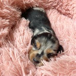 Whiskey - Dapple male Dachshund puppy in Trenton, Florida from Tweenie Weenie Dachshunds