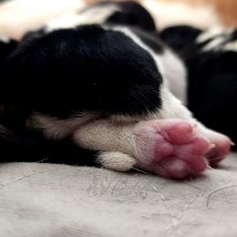 Black - Black and white female Basset Hound puppy in Surprise, Arizona from Howlin Hounds
