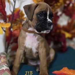 Brown - Fawn male Boxer puppy in Buffalo, Wyoming from Jtbuckingham Boxers