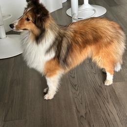 Poppi - Shetland Sheepdog