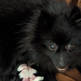 Starla - Pomeranian